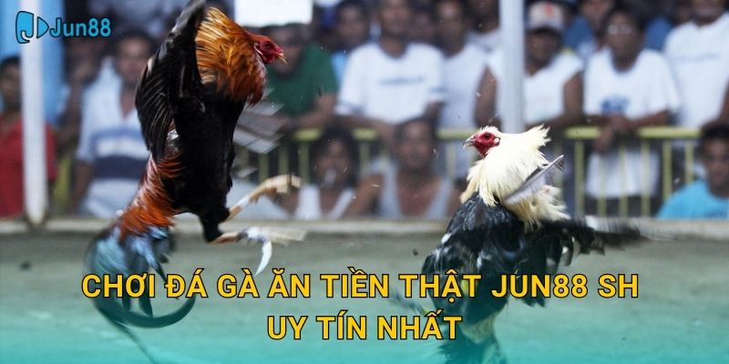 Chơi đá gà ăn tiền thật jun88 sh uy tín nhất