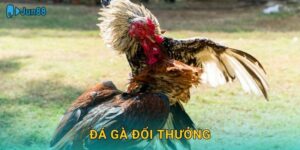 Đá Gà Đổi Thưởng Jun88 Sh – Rút Tiền Siêu Tốc