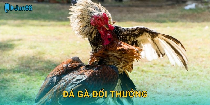 Đá Gà Đổi Thưởng Jun88 Sh – Rút Tiền Siêu Tốc