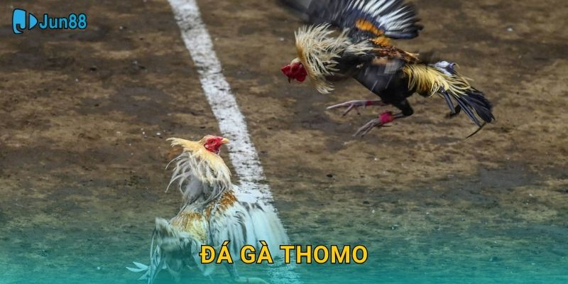 Đá Gà Thomo Jun88 Sh – Trường Gà Số 1 Philippines