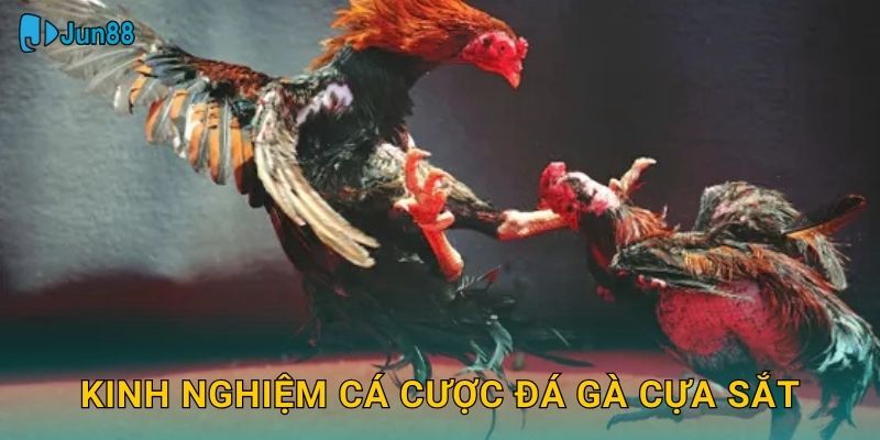 Kinh nghiệm cá cược đá gà cựa sắt