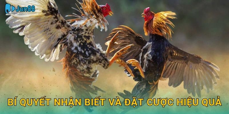 Đá Gà Đòn Jun88 Sh - Kỹ Thuật Quyết Định Thắng 3 Bí quyết nhận biết và đặt cược hiệu quả