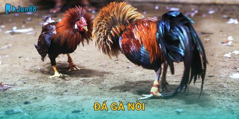 Đá Gà Nòi Jun88 Sh – Giống Gà Thuần Chủng
