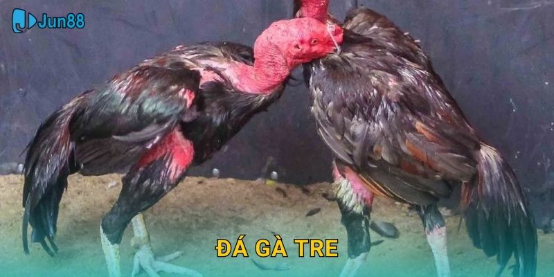 Đá Gà Tre Jun88 Sh – Gà Chọi Truyền Thống Việt