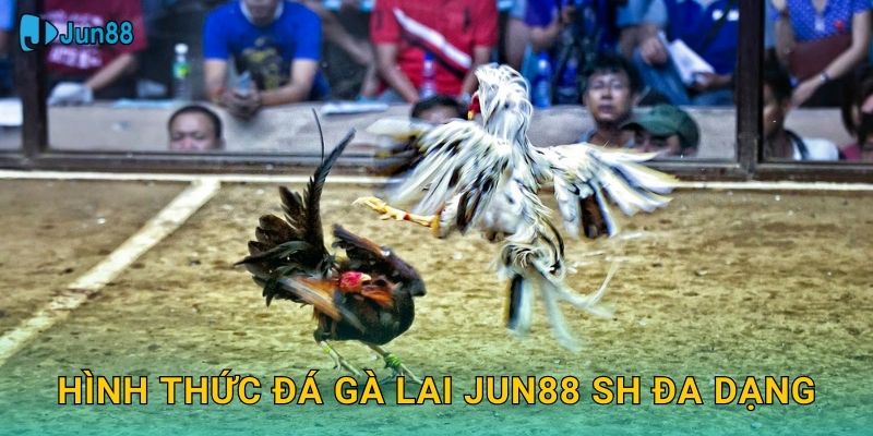 Đá Gà Lai Jun88 Sh - Lai Tạo Gen Mạnh Nhất 2 Hình thức đá gà lai jun88 sh đa dạng