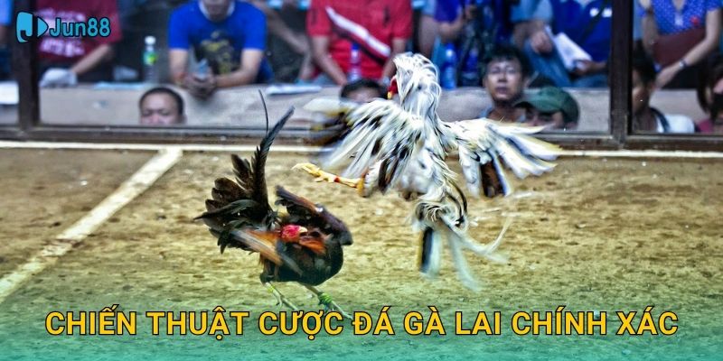 Đá Gà Lai Jun88 Sh - Lai Tạo Gen Mạnh Nhất 3 Chiến thuật cược đá gà lai chính xác