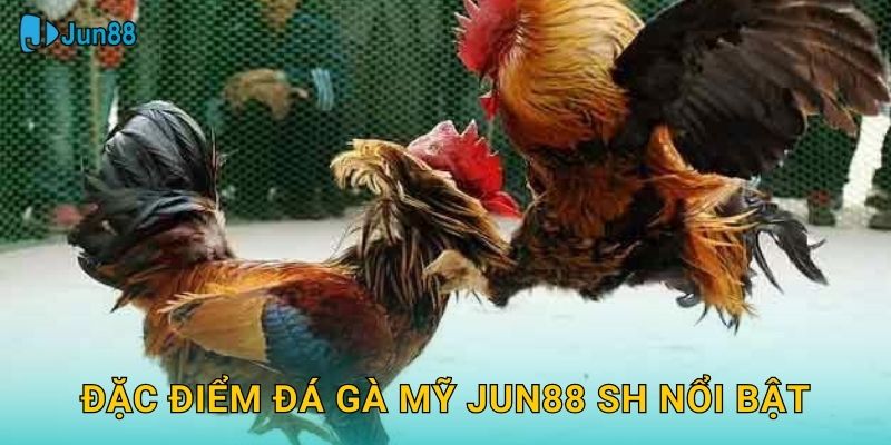 Đá Gà Mỹ Jun88 Sh - Giống Gà Chiến Đẳng Cấp 2 Đặc điểm đá gà mỹ jun88 sh nổi bật