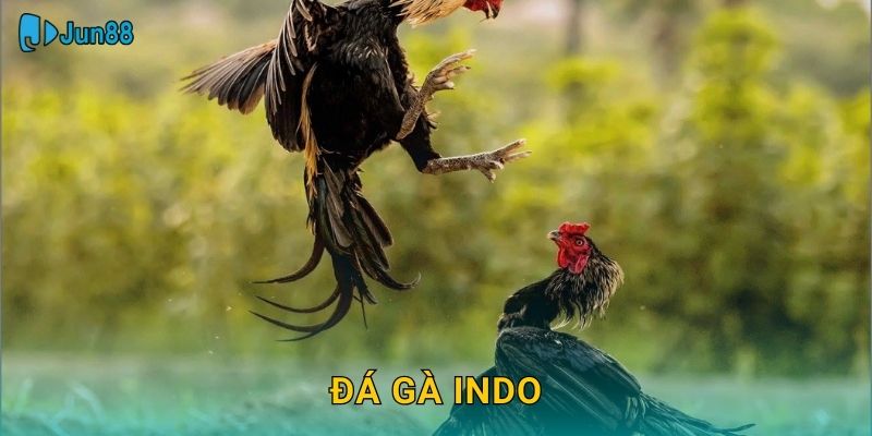 Đá Gà Indo Jun88 Sh – Phong Cách Indonesia