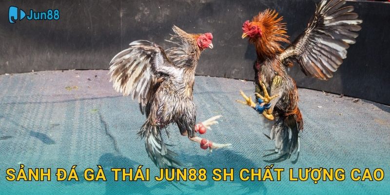 Sảnh đá gà thái jun88 sh chất lượng cao