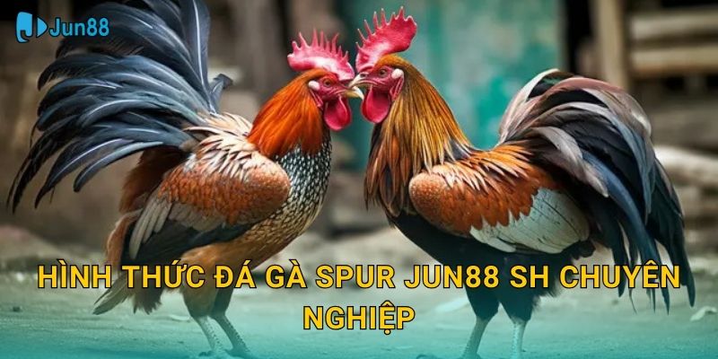 Đá Gà Spur Jun88 Sh - Cựa Nhọn Chuẩn Quốc Tế 2 Hình thức đá gà spur jun88 sh chuyên nghiệp
